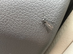 Penthetria heteroptera