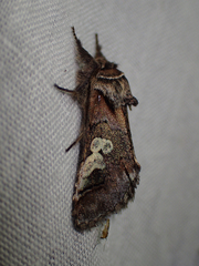 Diloba caeruleocephala