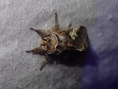 Diloba caeruleocephala