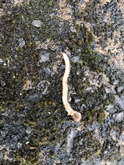 Blaniulus guttulatus