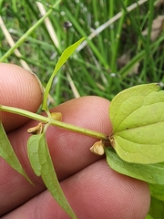 Scutellaria lateriflora