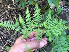Pteris