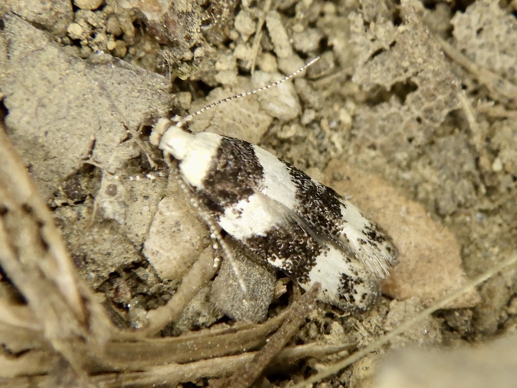 Teleiodes pekunensis