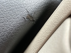Penthetria heteroptera