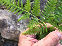 Pteris