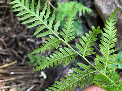 Pteris
