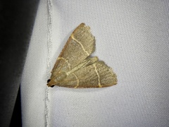 Hypsopygia glaucinalis