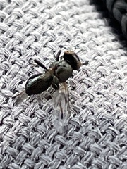 Diptera