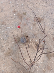 Peniocereus striatus