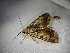 Triphaenopsis lucilla