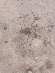 Peniocereus striatus