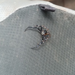 Pseudamycus albomaculatus