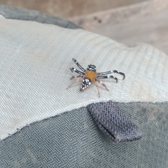 Pseudamycus albomaculatus