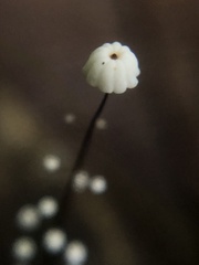 Marasmius multiceps
