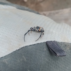 Pseudamycus albomaculatus