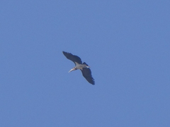 Leptoptilos crumenifer