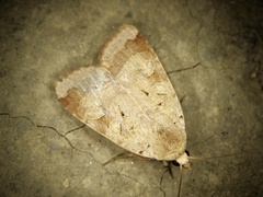 Sineugraphe bipartita