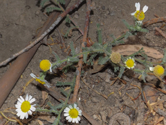Cladanthus mixtus