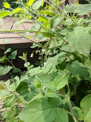 Solanum lyratum