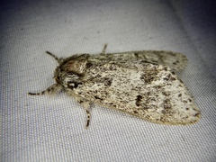 Pheosiopsis olivacea