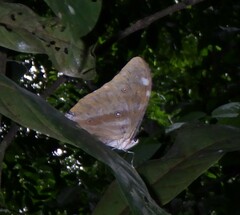 Morpho