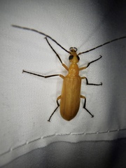 Zonitoschema japonicum