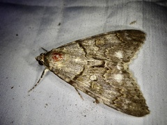 Catocala jonasii