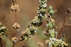 Minthostachys mollis