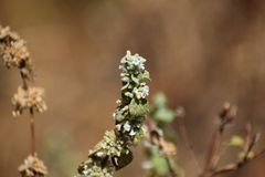 Minthostachys mollis