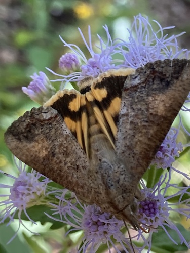 Hypocala Moth photo 2