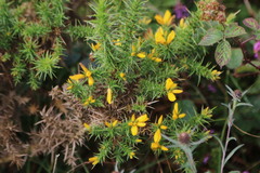 Ulex europaeus