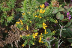 Ulex europaeus