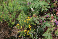 Ulex europaeus