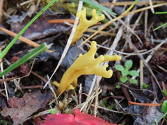 Clavulinopsis corniculata