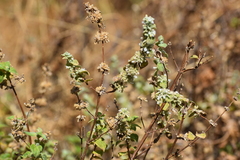 Minthostachys mollis