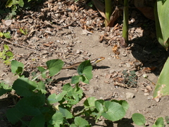 Trachylepis wahlbergii