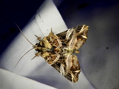 Callopistria repleta