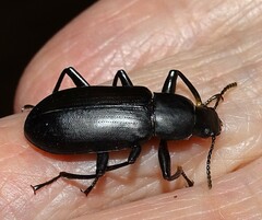 Alobates pensylvanicus