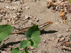 Trachylepis wahlbergii