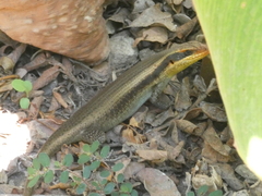 Trachylepis wahlbergii