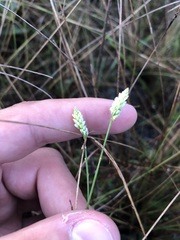 Polygala setacea
