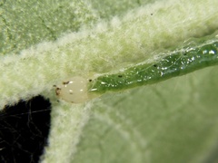 Pronomis delicatalis