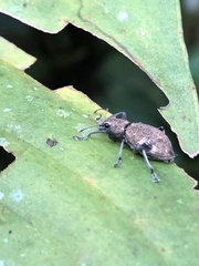 Naupactini