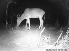 Alcelaphus buselaphus major