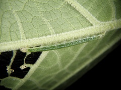 Pronomis delicatalis