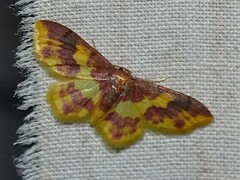 Lophosis labeculata
