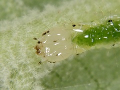 Pronomis delicatalis