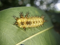 Scopelodes contracta