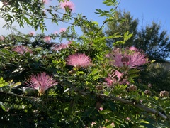 Calliandra tergemina