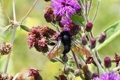 Xylocopa tranquebarorum